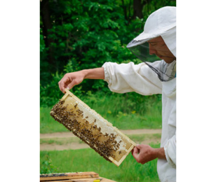 APICULTURE, QUAND L’OCCITANIE BOURDONNE