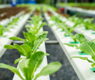 L'OCCITANIE, 1ÈRE RÉGION FRANÇAISE EN AGRICULTURE BIO