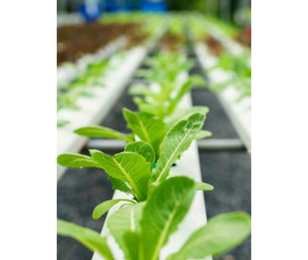 MARAÎCHAGE ET HORTICULTURE  DES FILIÈRES SOLIDES ET RENTABLES