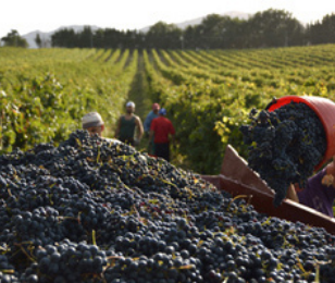VITICULTURE, ENJEUX ET PERSPECTIVES