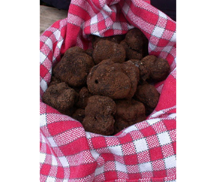ZOOM SUR LA FILIÈRE DE LA TRUFFE