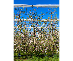 ZOOM SUR LA FILIÈRE FRUITS ET LÉGUMES