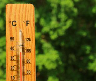 canicule