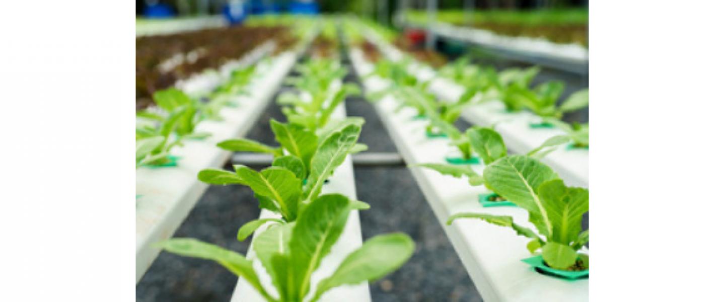 L'OCCITANIE, 1ÈRE RÉGION FRANÇAISE EN AGRICULTURE BIO