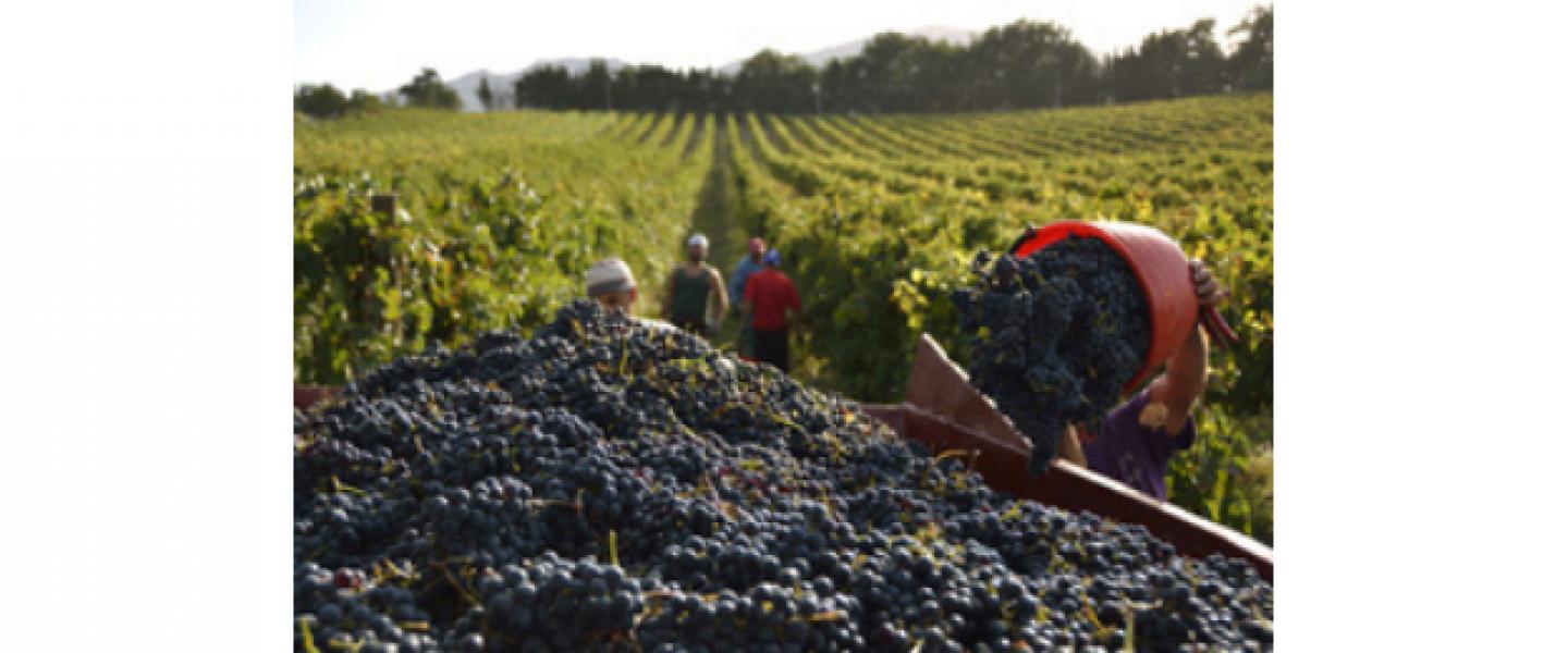 VITICULTURE, ENJEUX ET PERSPECTIVES
