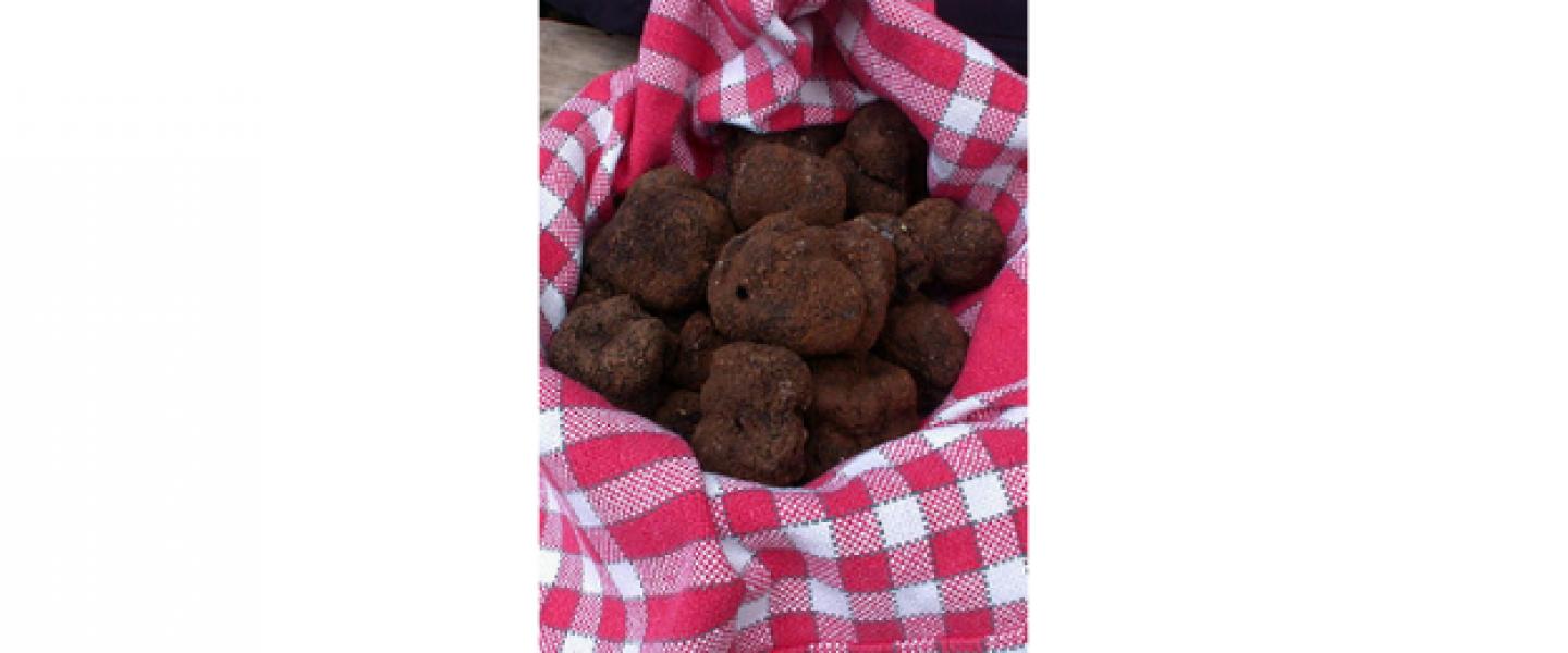 ZOOM SUR LA FILIÈRE DE LA TRUFFE