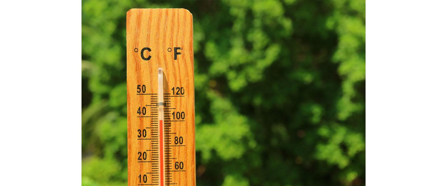 canicule